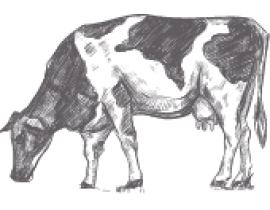 THỊT BÒ NHẬP KHẨU